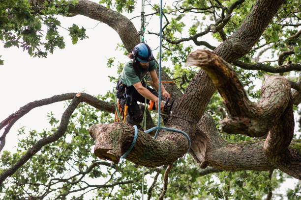 Byrnes Mill, MO Tree Care Company